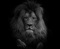 Portrait de lion - Noir et blanc
