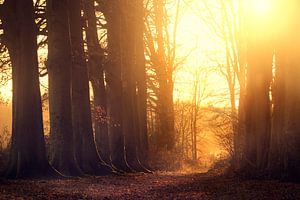 Winter Sun (Dutch Winter Forest)