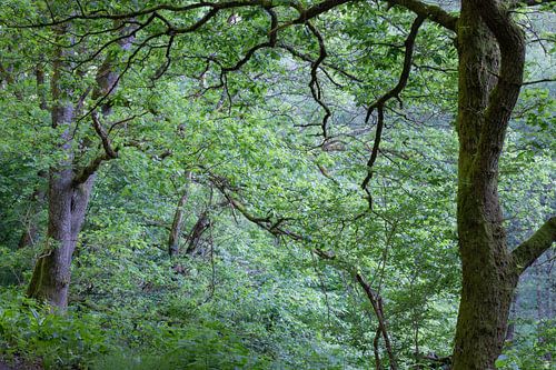 Beauté sur Christoph Klimt