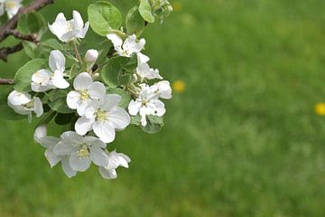 Een appelboom in bloei in de tuin van Claude Laprise