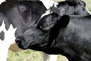 een portret van een zwart witte koe van W J Kok