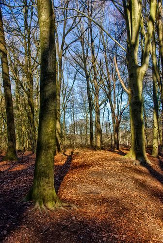 Een zwaaiende schaduw in het bos.