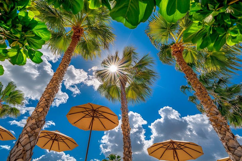 Coucher de soleil paradisiaque sous les palmiers par Poster Art Shop