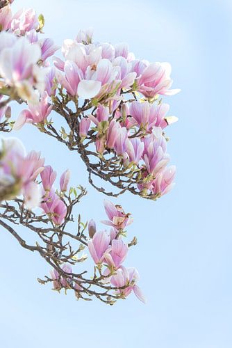 De lente is begonnen