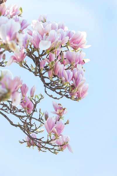 Le printemps a commencé par Monique van Genderen (in2pictures.nl fotografie)