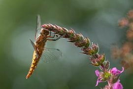 Libellule à ventre plat accrochée à une fleur sur Susan van Etten
