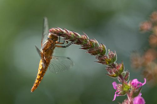 flat-bellied dragonfly hanging from a flower