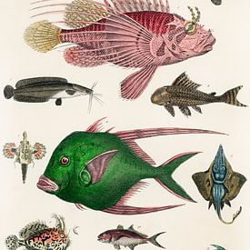 Verzameling van verschillende vissen