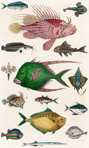 Verzameling van verschillende vissen van Fish and Wildlife