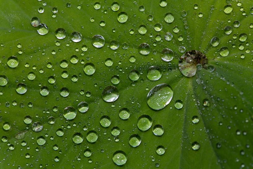 Raindrops by MSP Canvas