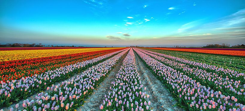 Holländische Tulpen von Reint van Wijk