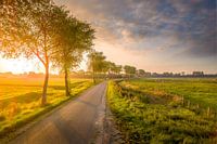 The morning sun