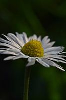 Daisy-Makro