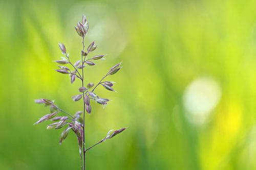 Wilde paars/witte bloem