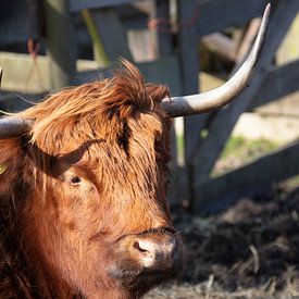 Schottischer Highlander von Cornelius Fontaine