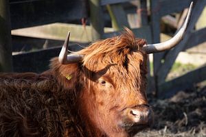 Schottischer Highlander