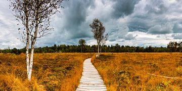 Path through the Wurzacher Ried by Walter G. Allgöwer