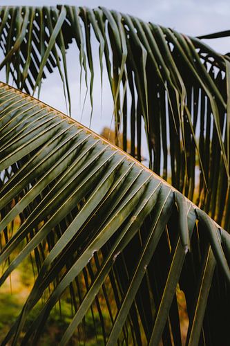 Bladerkunst van Jesse Wensing