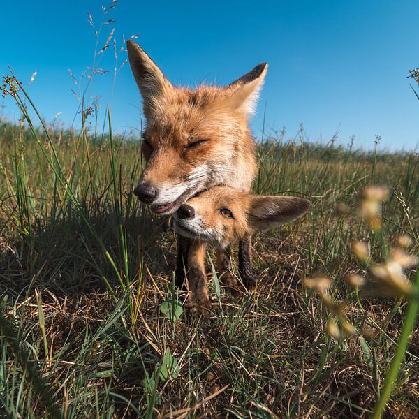 Junger Fuchs krabbelt durch die Beine seines Vaters von Jolanda Aalbers