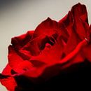 Rode roos von Nancy Alpaerts Miniaturansicht
