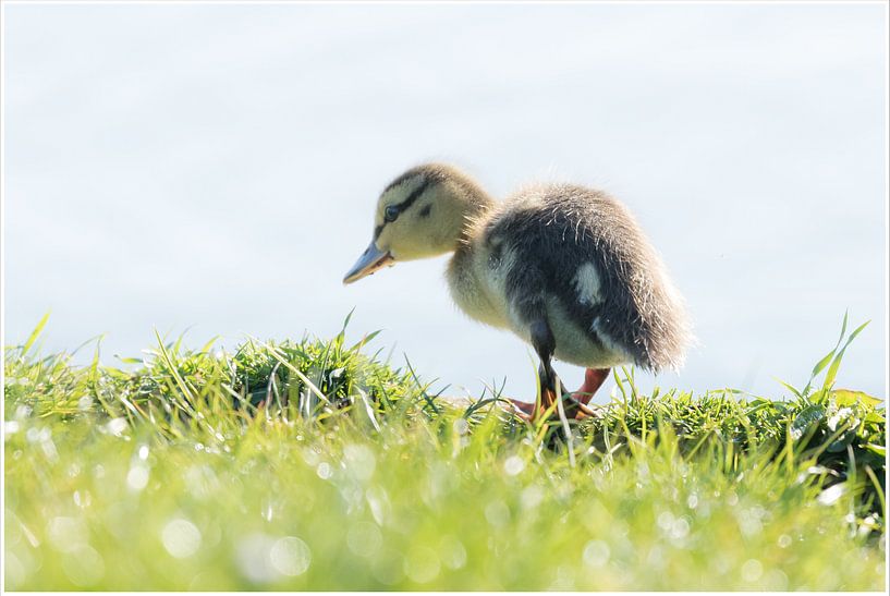 Ducks chick by Hetwie van der Putten