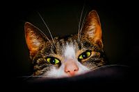 Peekaboo! Beautiful cat