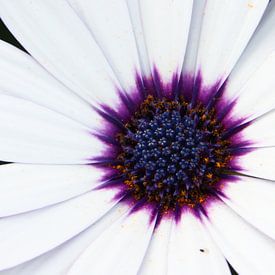 Flower van Kaatje Fotografie