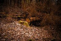 Im Holz