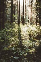 Zonlicht