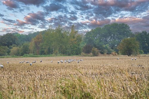 Kraanvogels op een geoogst veld