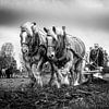 Ploegen met het Zeeuws trekpaard van Fotografie in Zeeland