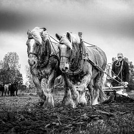 Labourer avec le cheval de trait zélandais sur Fotografie in Zeeland