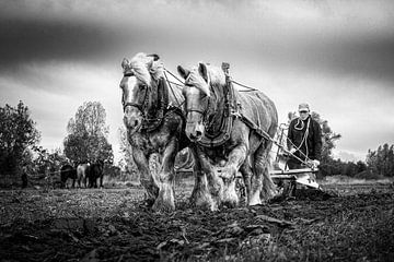 Ploegen met het Zeeuws trekpaard van Fotografie in Zeeland