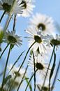 White daisies growing in a meadow by Ulrike Leone thumbnail