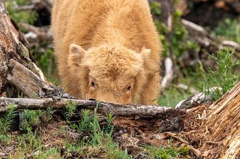 Scottish Highland Cattle