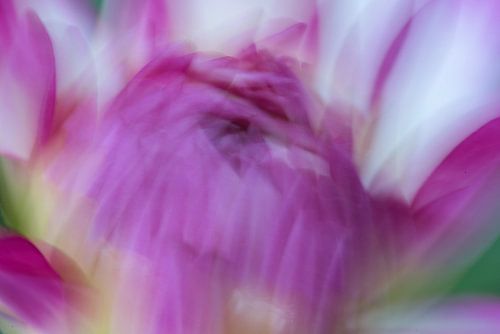 Roze en wit met een vleugje groen van Jolanda de Jong-Jansen