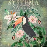 Vintage Toucan Illustration