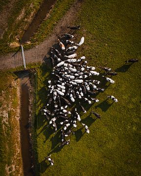 Herd of cows seen from above in Dutch polder landscape by Ewold Kooistra