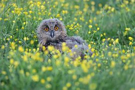 Europäischer Uhu (Bubo bubo) von Ronald Pol