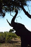 olifant Zuid-Afrika