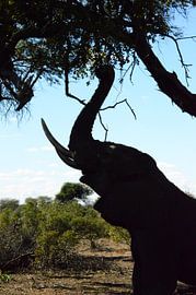 olifant Zuid-Afrika by Wendy van Staalduinen