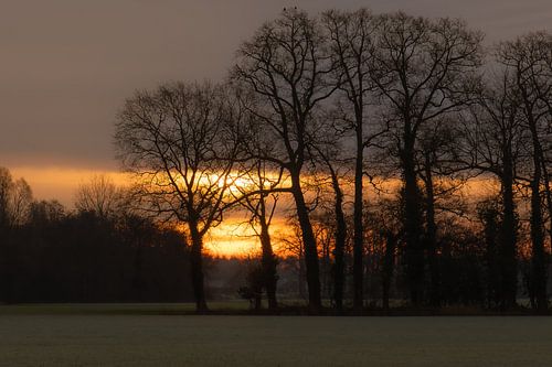 rising sun among the trees