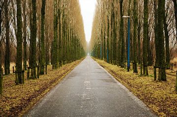 Winterlaan by Goldmund Photography