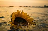 Sonnenblume vor Sonnenuntergang von Robert Snoek Miniaturansicht