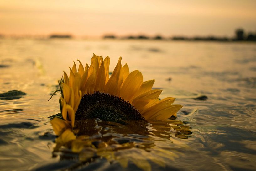 Sonnenblume vor Sonnenuntergang von Robert Snoek