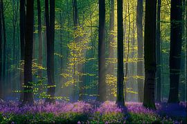 Bos hyacinten in mystiek bos tafereel van Pieter Struiksma