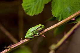 Tree frog