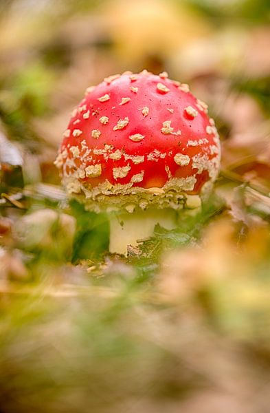 Young fly agaric - mushroom red with white dots by Moetwil en van Dijk - Fotografie