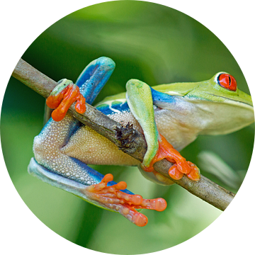 Roodoogmakikikker (Red Eyed Treefrog Costa Rica) van Cocky Anderson