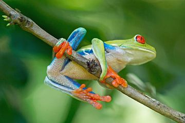 Roodoogmakikikker (Red Eyed Treefrog Costa Rica) van Cocky Anderson